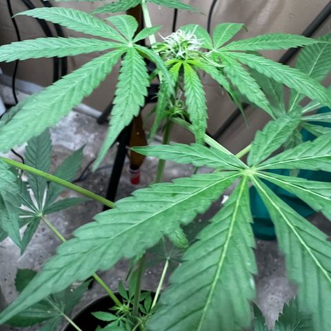 Apollo F1 HYBRID  growlog timeline photo