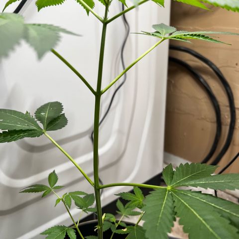 OG KUSH femininized  growlog timeline photo