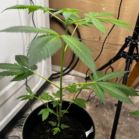 OG KUSH femininized  growlog timeline photo