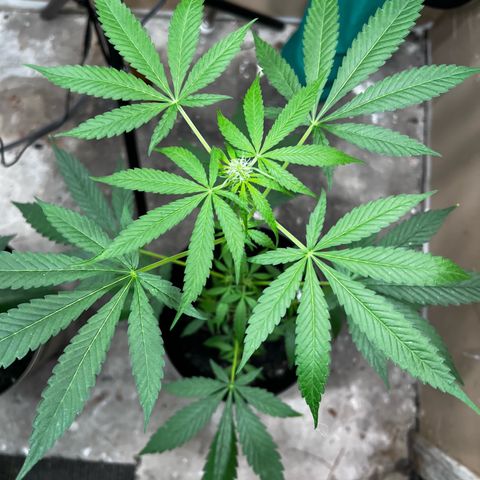 Apollo F1 HYBRID  growlog timeline photo