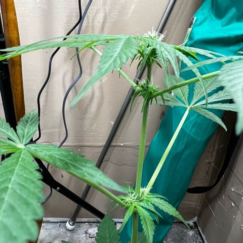 Apollo F1 HYBRID  growlog timeline photo