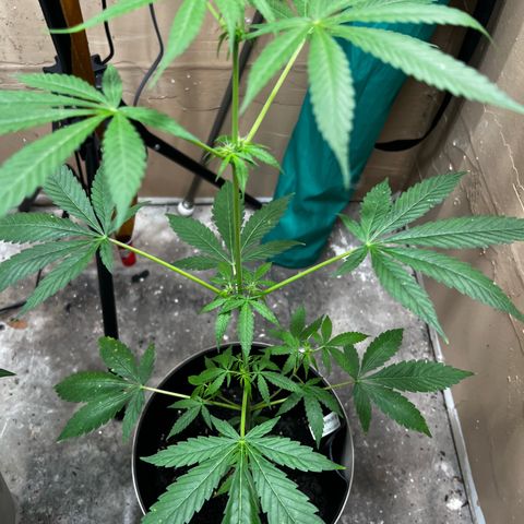 Apollo F1 HYBRID  growlog timeline photo