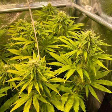 Bangi Haze growlog timeline photo