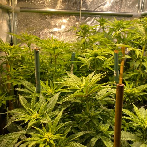 Amnesia Haze growlog timeline photo