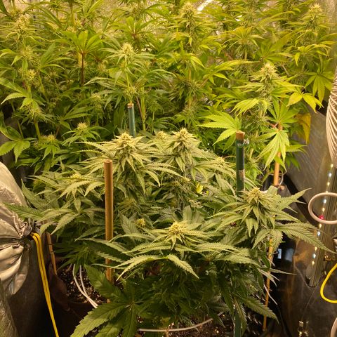 Bangi Haze growlog timeline photo