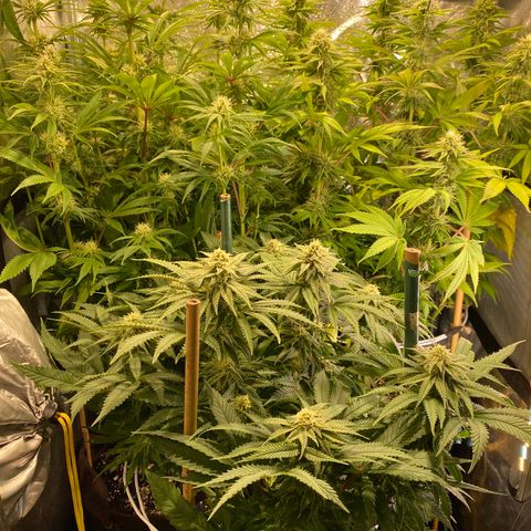 Bangi Haze growlog timeline photo