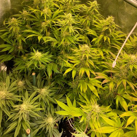 Bangi Haze growlog timeline photo
