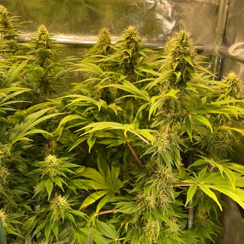 Bangi Haze growlog timeline photo
