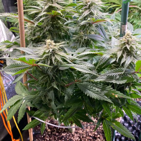 Bangi Haze growlog timeline photo