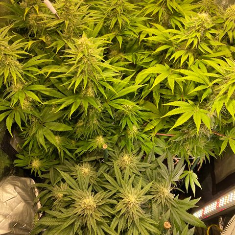 Bangi Haze growlog timeline photo
