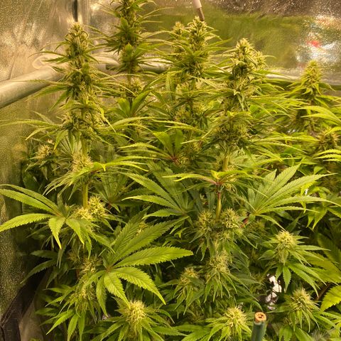 Bangi Haze growlog timeline photo