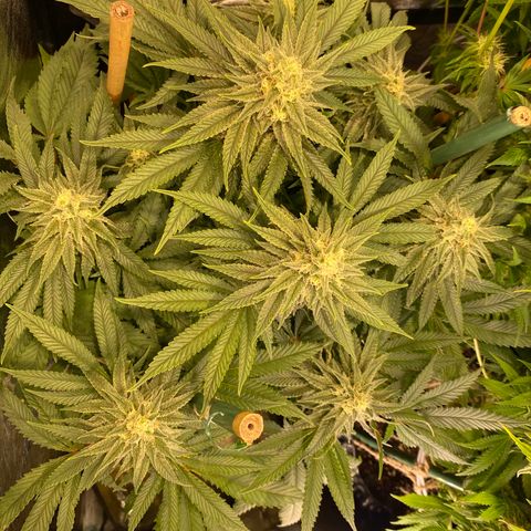 Bangi Haze growlog timeline photo