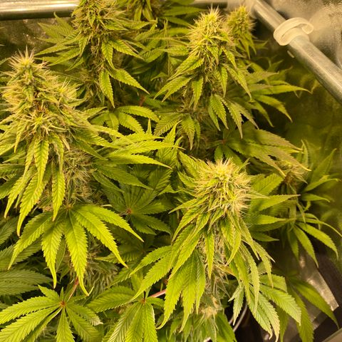 Bangi Haze growlog timeline photo