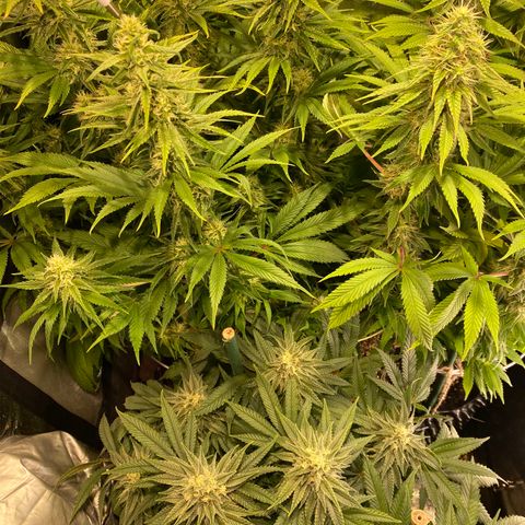 Bangi Haze growlog timeline photo
