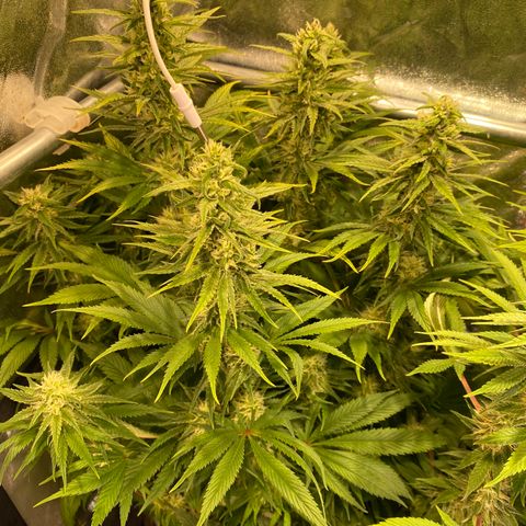 Bangi Haze growlog timeline photo