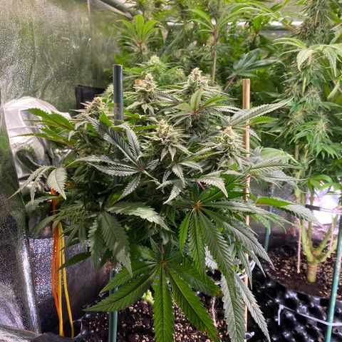 Bangi Haze growlog timeline photo
