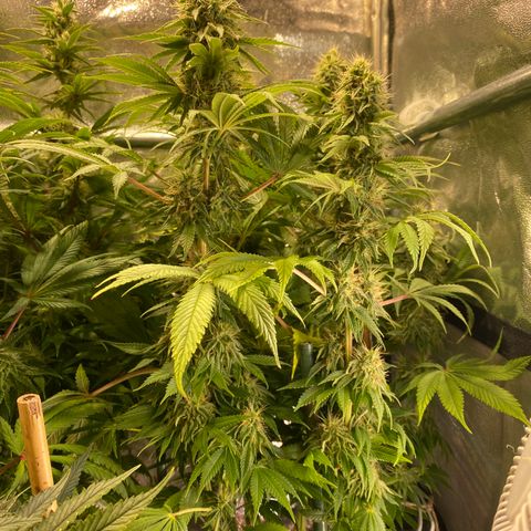Bangi Haze growlog timeline photo