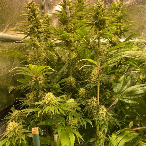 Bangi Haze growlog timeline photo