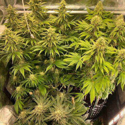 Bangi Haze growlog timeline photo