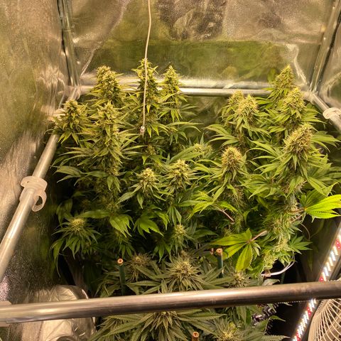 Bangi Haze growlog timeline photo