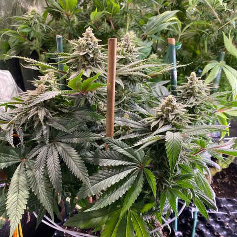 Bangi Haze growlog timeline photo