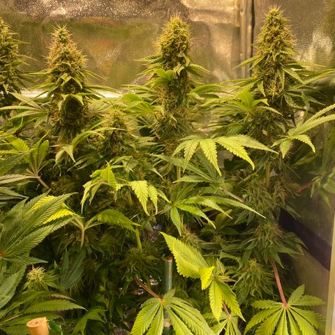 Bangi Haze growlog timeline photo