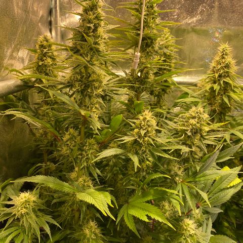Bangi Haze growlog timeline photo