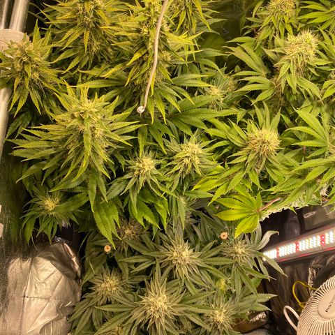 Bangi Haze growlog timeline photo