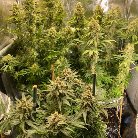 Bangi Haze growlog timeline photo