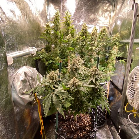 Bangi Haze growlog timeline photo