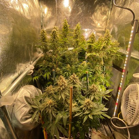 Bangi Haze growlog timeline photo