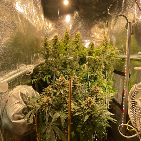 Bangi Haze growlog timeline photo