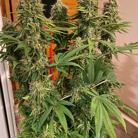 Bangi Haze growlog timeline photo