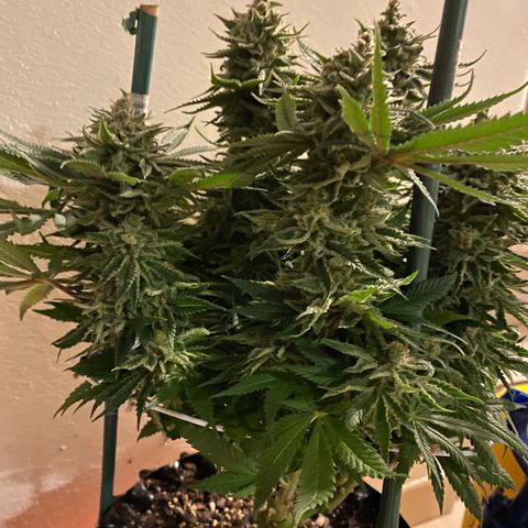 Amnesia Haze growlog timeline photo