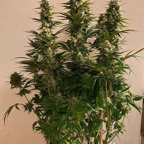 Amnesia Haze growlog timeline photo