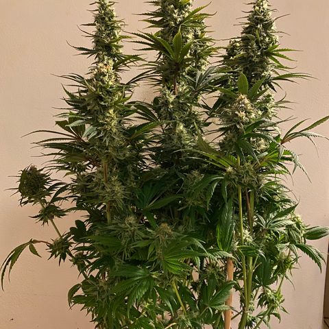 Amnesia Haze growlog timeline photo