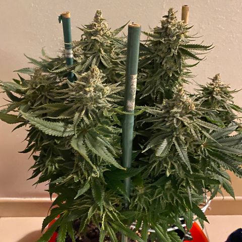 Amnesia Haze growlog timeline photo