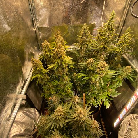 Bangi Haze growlog timeline photo