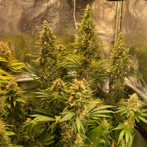 Bangi Haze growlog timeline photo
