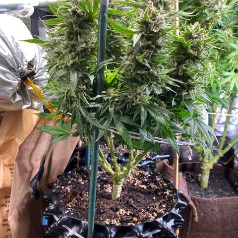 Bangi Haze growlog timeline photo