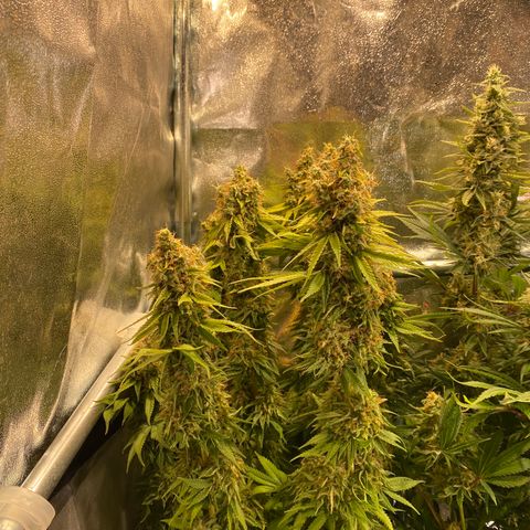 Bangi Haze growlog timeline photo