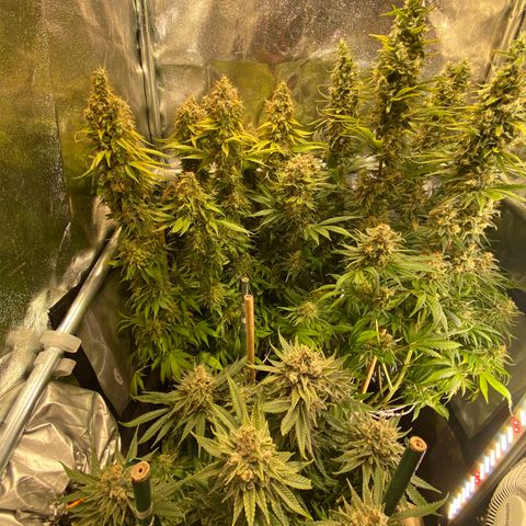 Bangi Haze growlog timeline photo