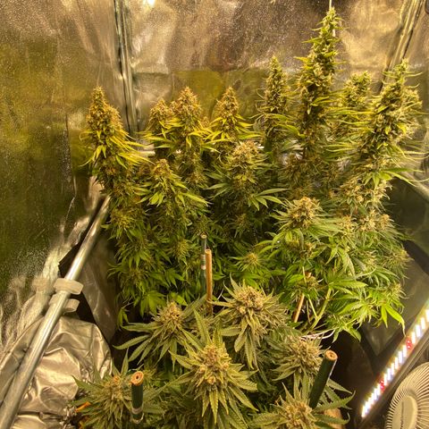 Bangi Haze growlog timeline photo