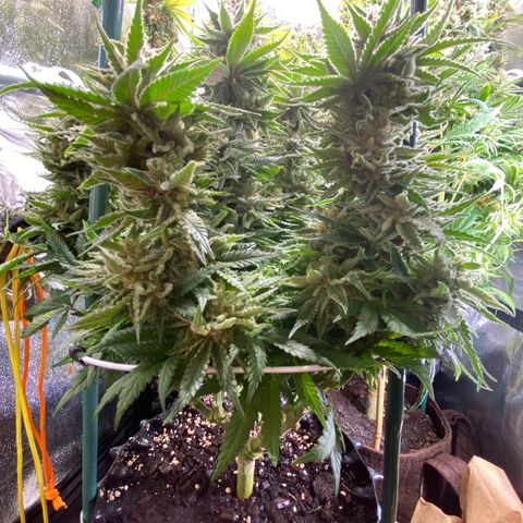 Amnesia Haze growlog timeline photo