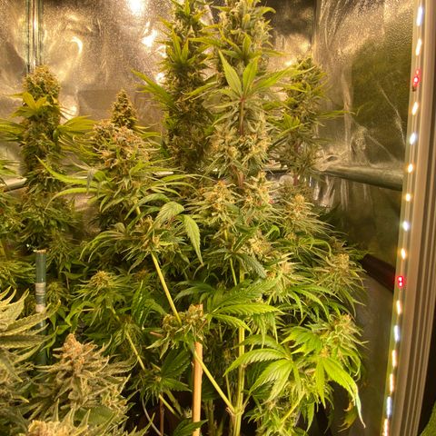 Amnesia Haze growlog timeline photo