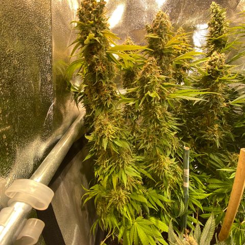 Bangi Haze growlog timeline photo