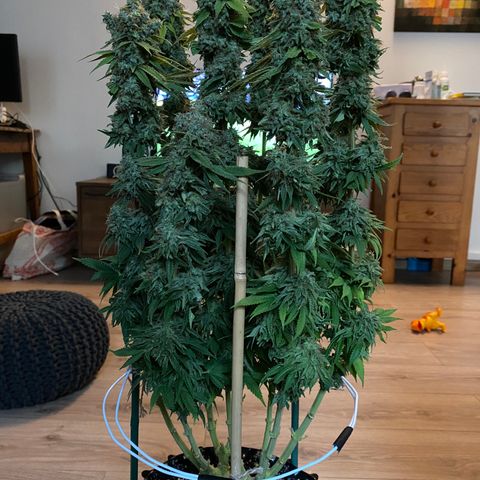 Bangi Haze growlog photo: Recolte
