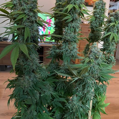 Bangi Haze growlog photo: Recolte