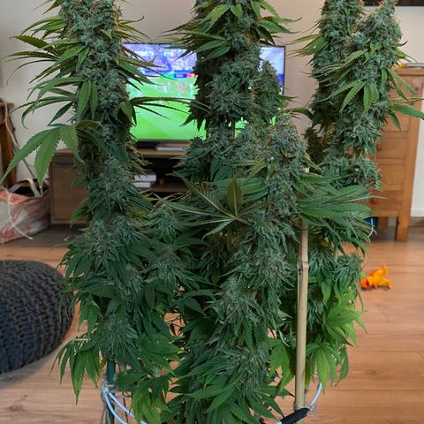 Bangi Haze growlog photo: Recolte