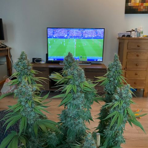 Bangi Haze growlog photo: Recolte